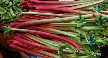 Are Rhubarb And Celery Related? 