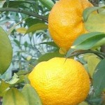 Yuzu