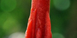 Strawberry Margarita Popsicles