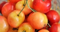 What are Rainier Cherries?