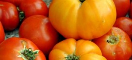 What are heirloom tomatoes?
